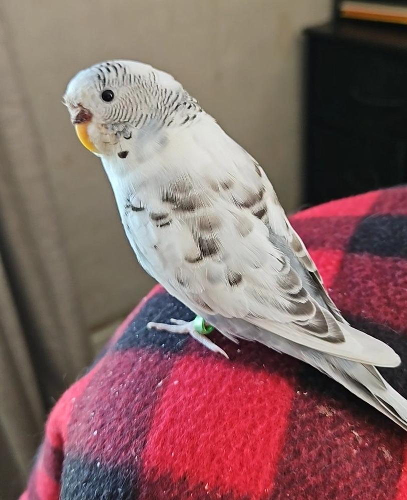 Enlarge Winston, a ADOPTABLE Parakeet (Other) in China Township, MI image 3/5