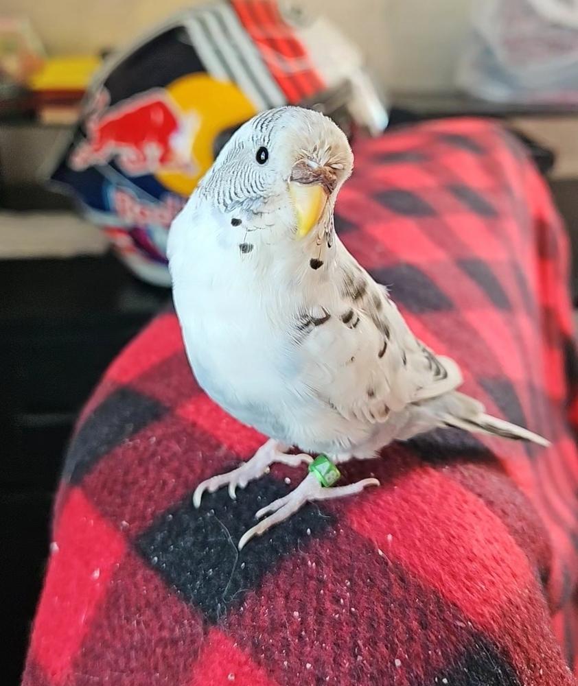 Winston, ADOPTABLE, Young Male Parakeet (Other).