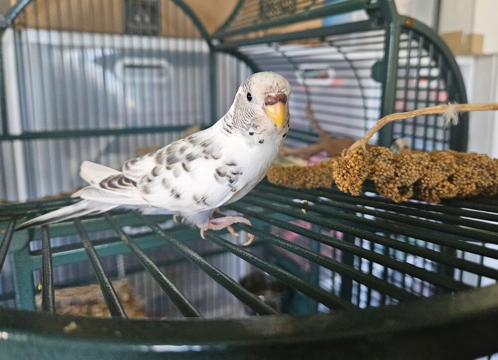 Enlarge Winston, a ADOPTABLE Parakeet (Other) in China Township, MI image 4/5