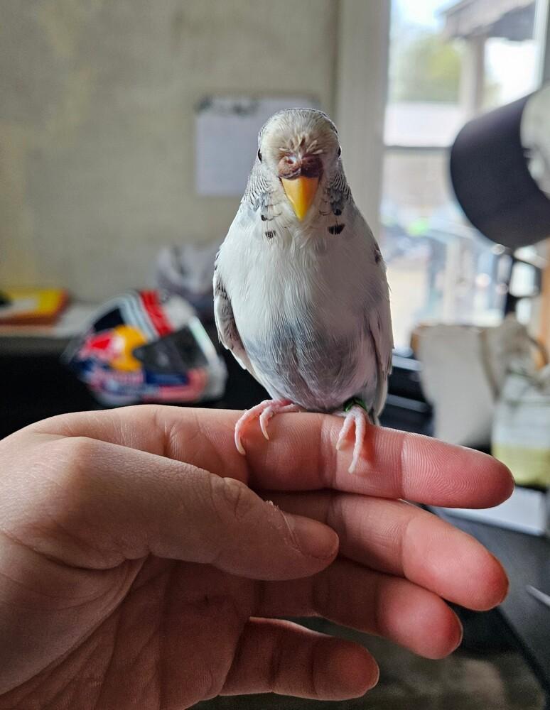 Enlarge Winston, a ADOPTABLE Parakeet (Other) in China Township, MI image 2/5