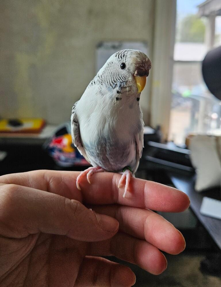Enlarge Winston, a ADOPTABLE Parakeet (Other) in China Township, MI image 5/5