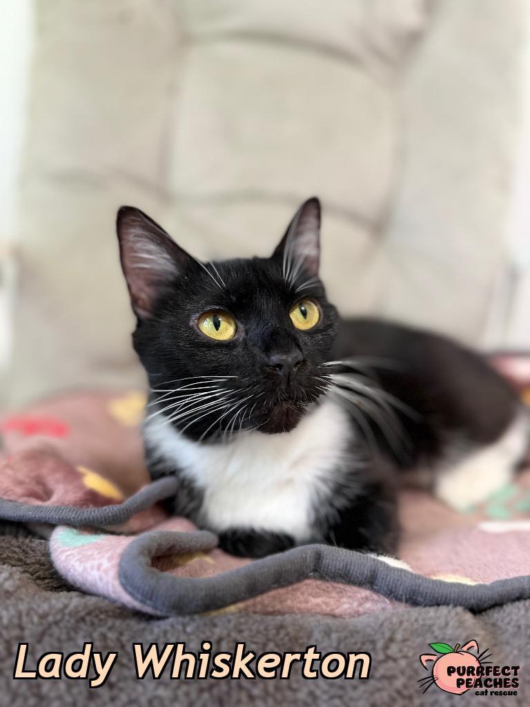Lady Whiskerton, a Adoptable mixed breed in Douglasville, GA image 2/3