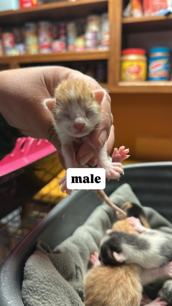 Enlarge Jeremiah, an adopted Domestic Short Hair in Columbus, NE image 1/1