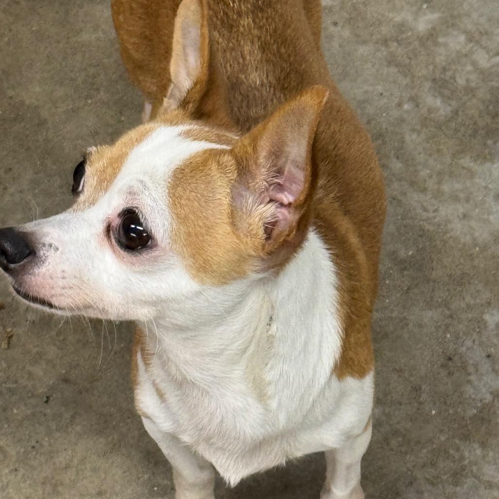 Ariana, Adoptable, Adult Female Chihuahua.