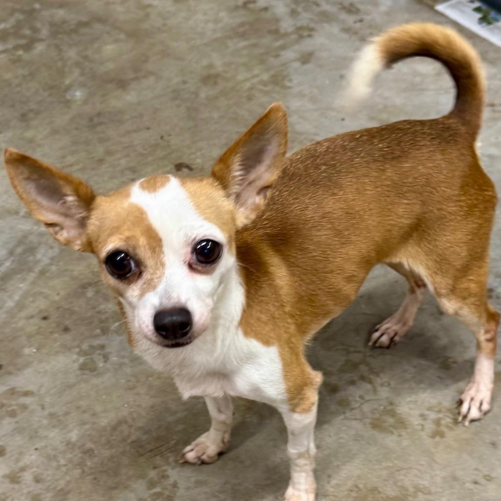 Ariana, a Adoptable Chihuahua in Blue Ridge, GA image 2/3