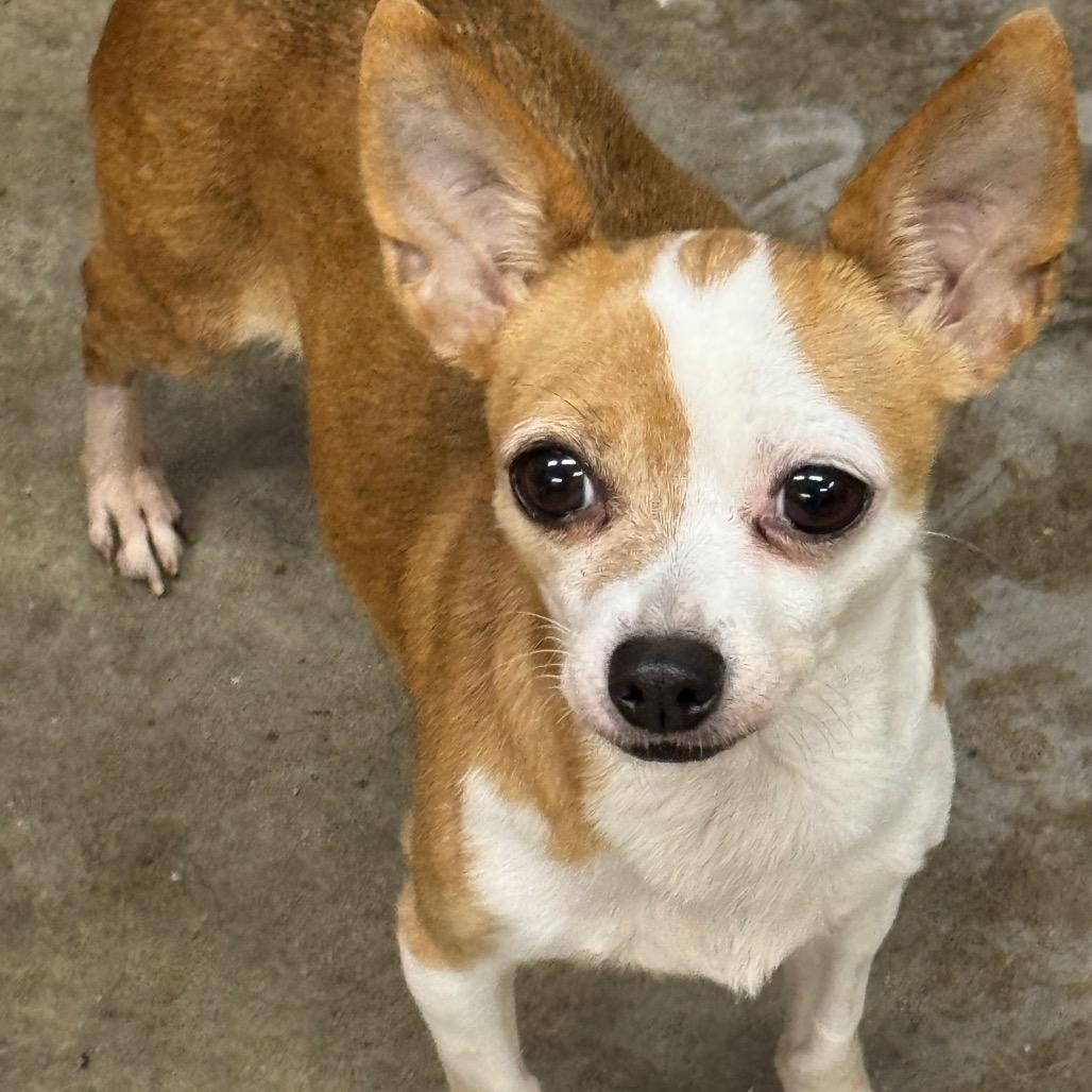 Ariana, a Adoptable Chihuahua in Blue Ridge, GA image 3/3