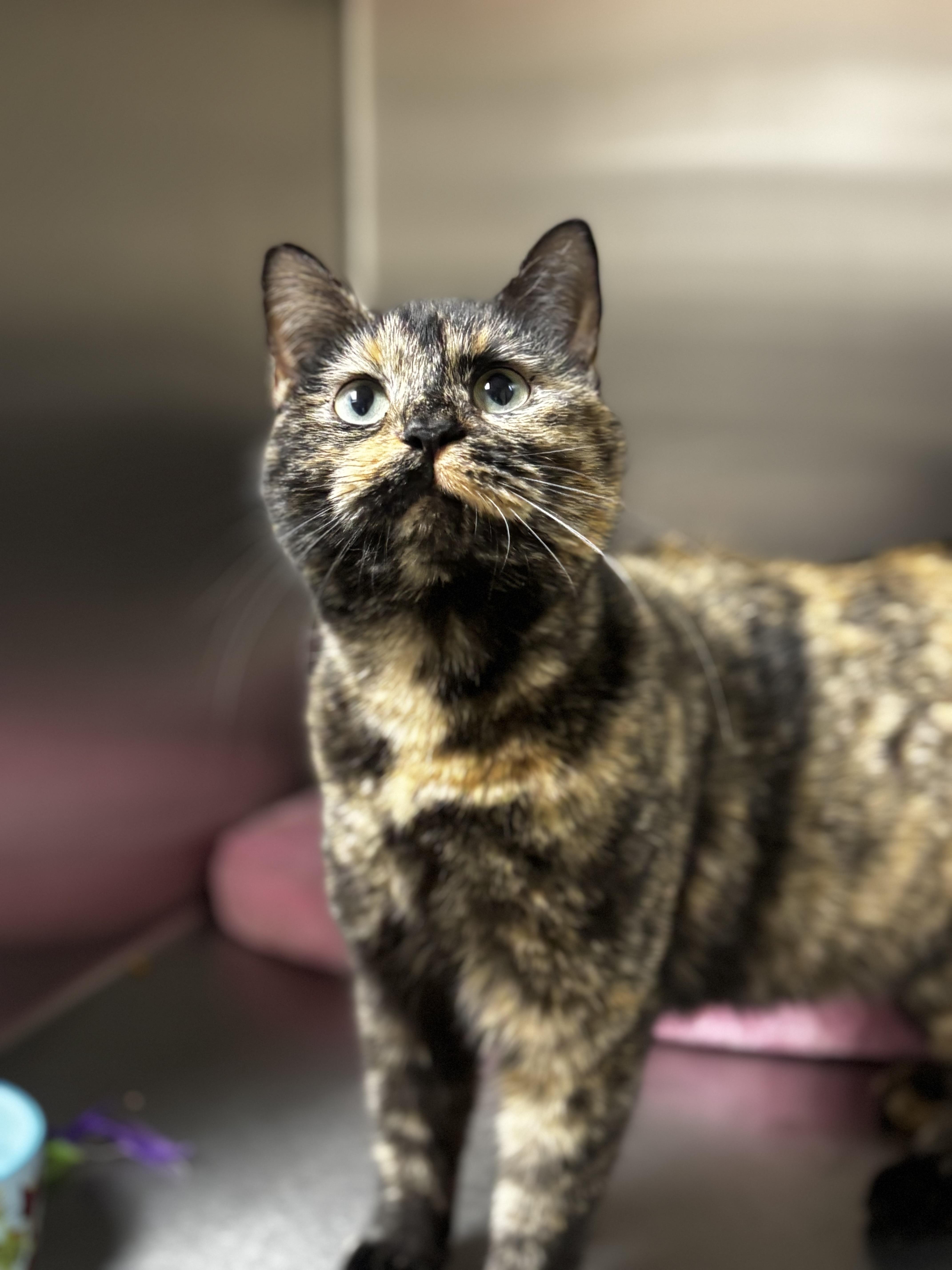 Nutmeg , an adoptable Domestic Short Hair in Collierville, TN image 1/3