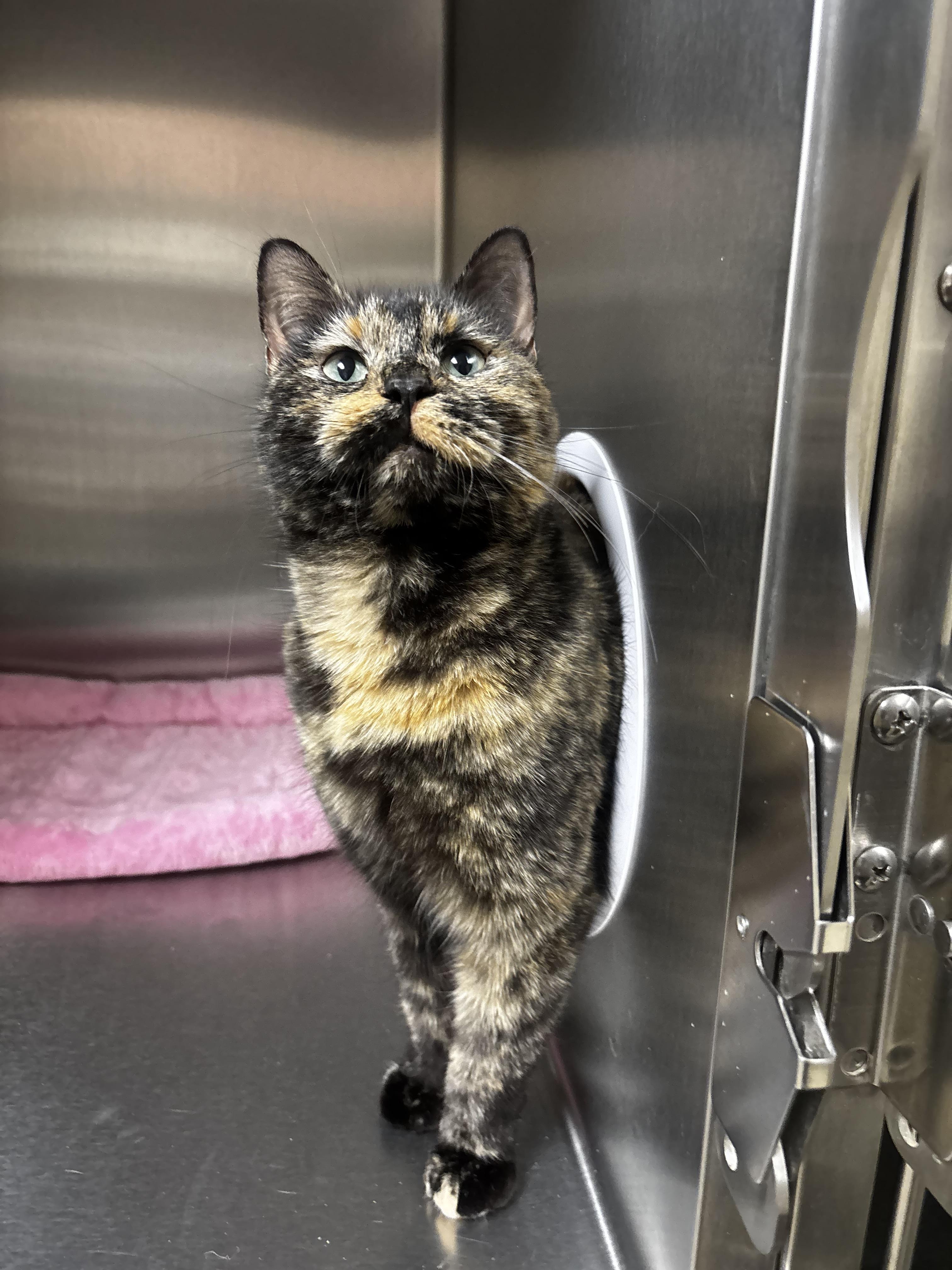 Nutmeg , an adoptable Domestic Short Hair in Collierville, TN image 2/3