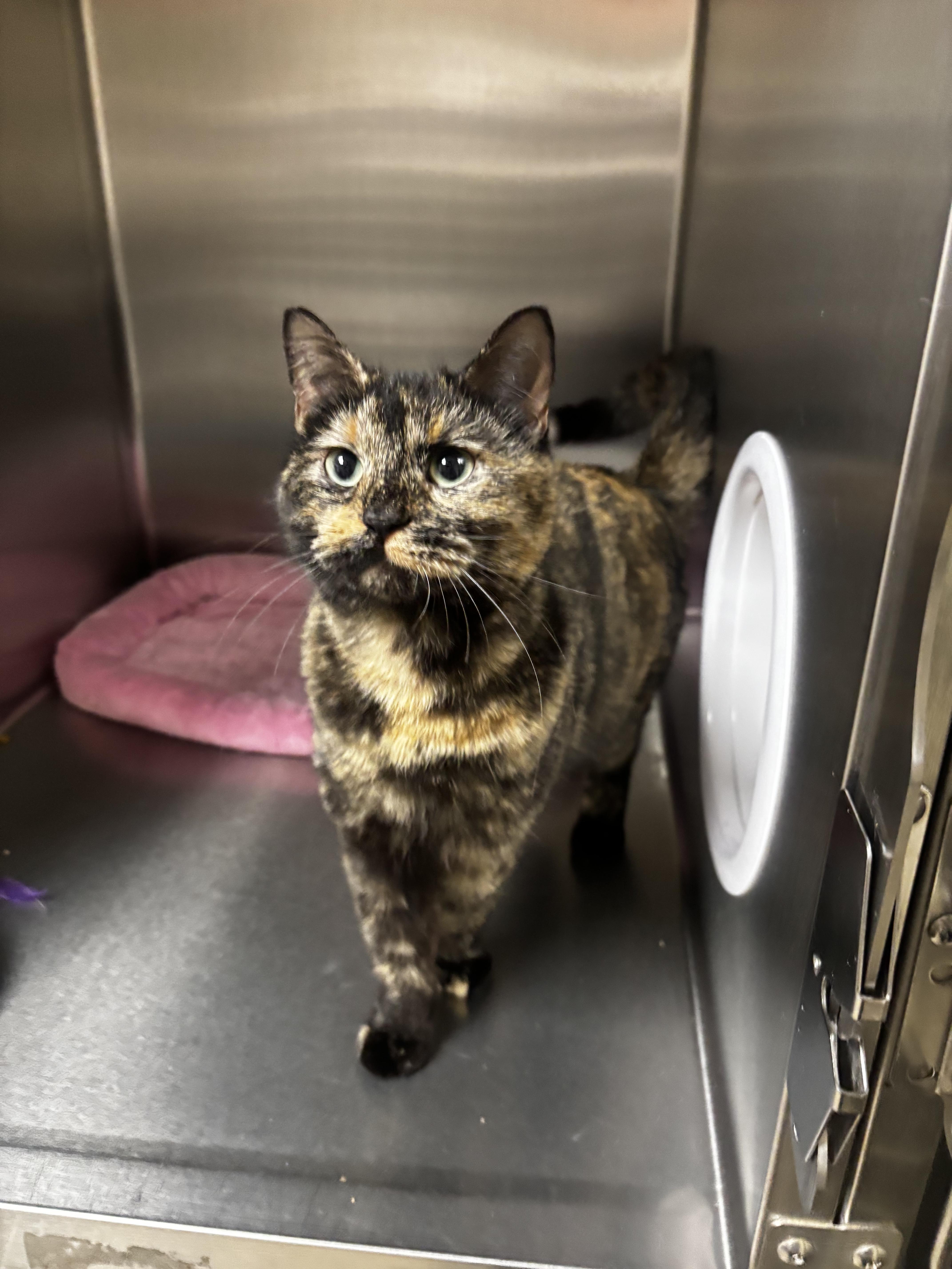 Nutmeg , an adoptable Domestic Short Hair in Collierville, TN image 3/3