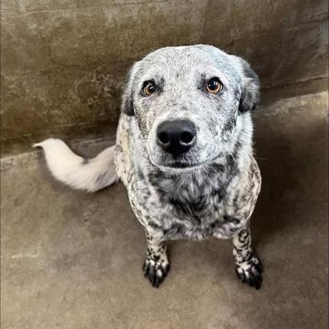 Enlarge MIRANDA, a Adoptable Australian Cattle Dog / Blue Heeler in San Martin, CA image 1/1