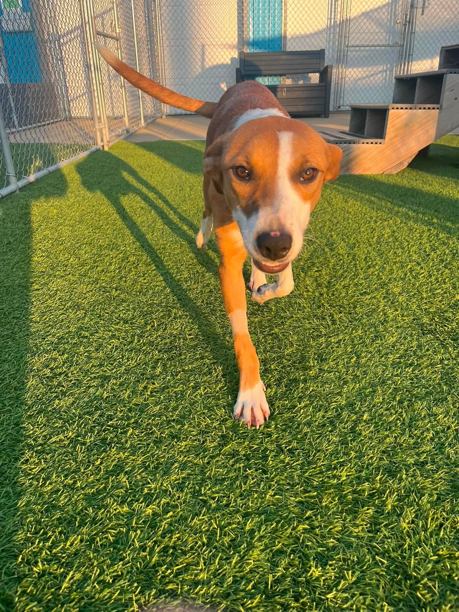 Enlarge Shasta, a Adopted Mixed Breed in Cedar Rapids, IA image 5/6