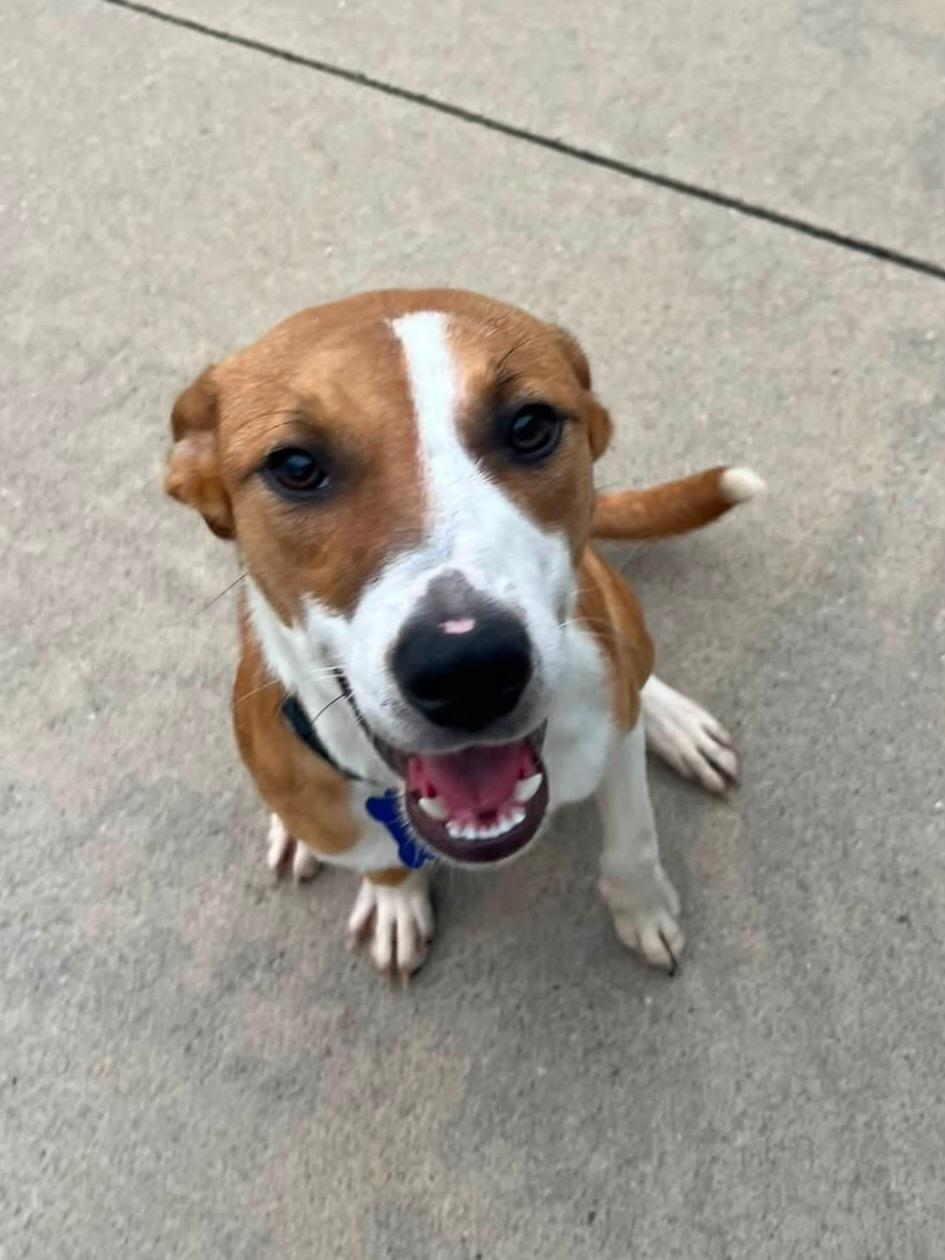 Enlarge Shasta, a Adopted Mixed Breed in Cedar Rapids, IA image 2/6