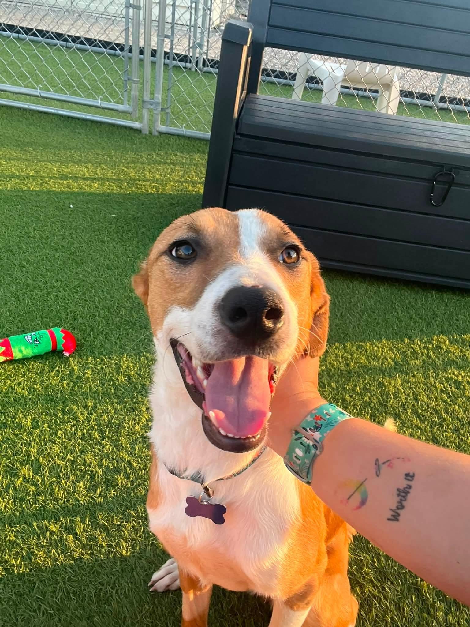 Shasta, Adopted, Puppy Female Mixed Breed.
