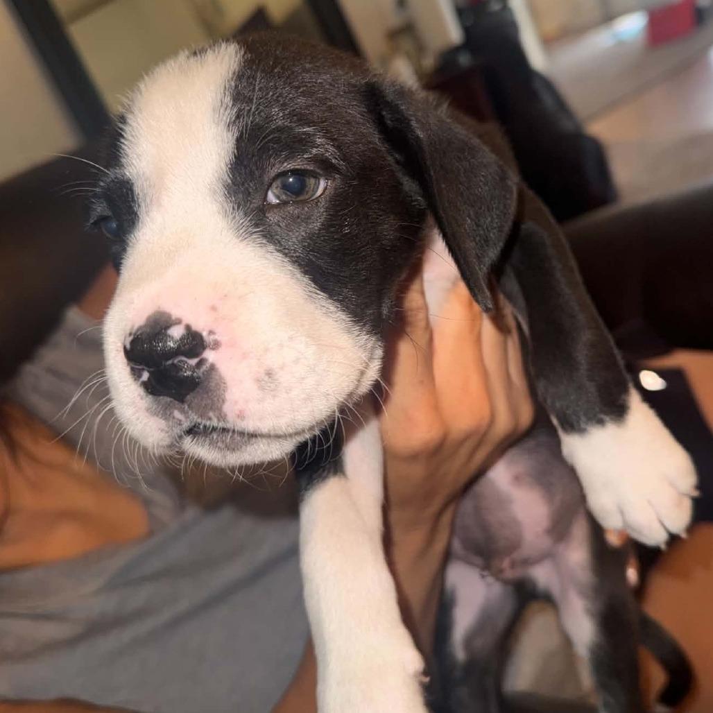 Tyrone, Adoptable, Puppy Male Boxer.
