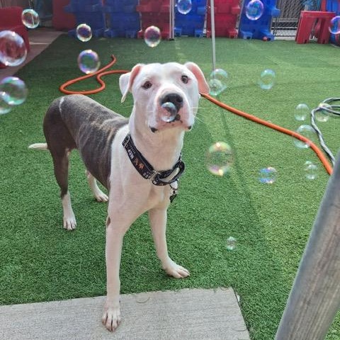 Enlarge Ellis, a Adopted mixed breed in Chicago, IL image 2/6