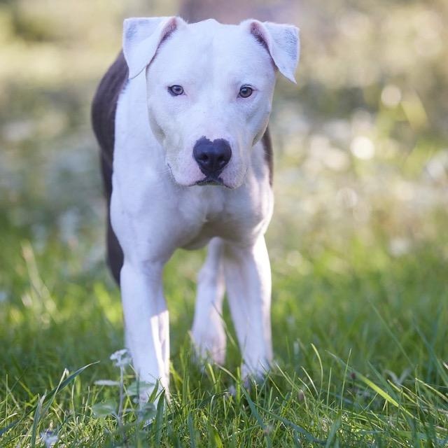 Enlarge Ellis, a Adopted mixed breed in Chicago, IL image 5/6
