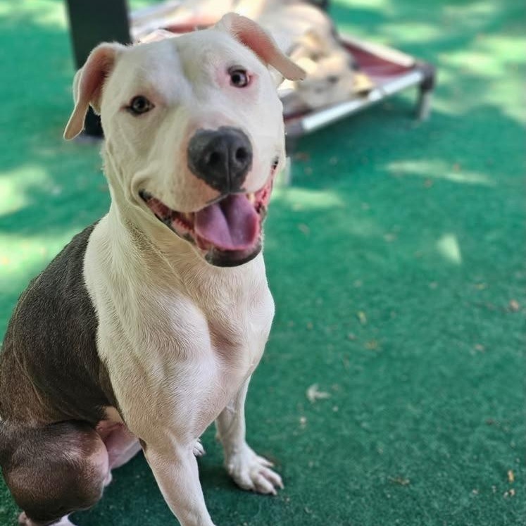 Enlarge Ellis, a Adopted mixed breed in Chicago, IL image 4/6