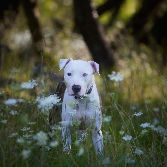 Enlarge Ellis, a Adopted mixed breed in Chicago, IL image 6/6
