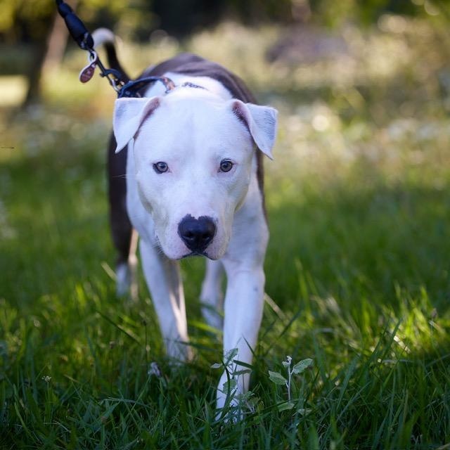 Ellis, Adopted, Young Male Pit Bull Terrier.