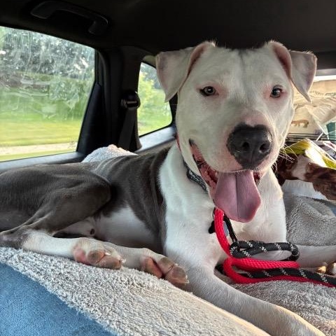 Enlarge Ellis, a Adopted mixed breed in Chicago, IL image 3/6