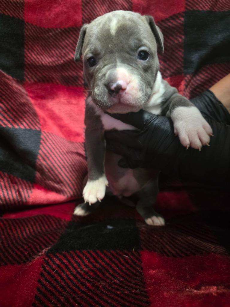 North Pole, Adoptable, Puppy Female Labrador Retriever & Mixed Breed.