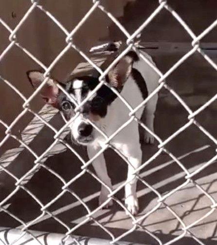 Enlarge Jessie - ADOPTION IN PROCESS, a Adoptable Rat Terrier in Grafton, WI image 1/3