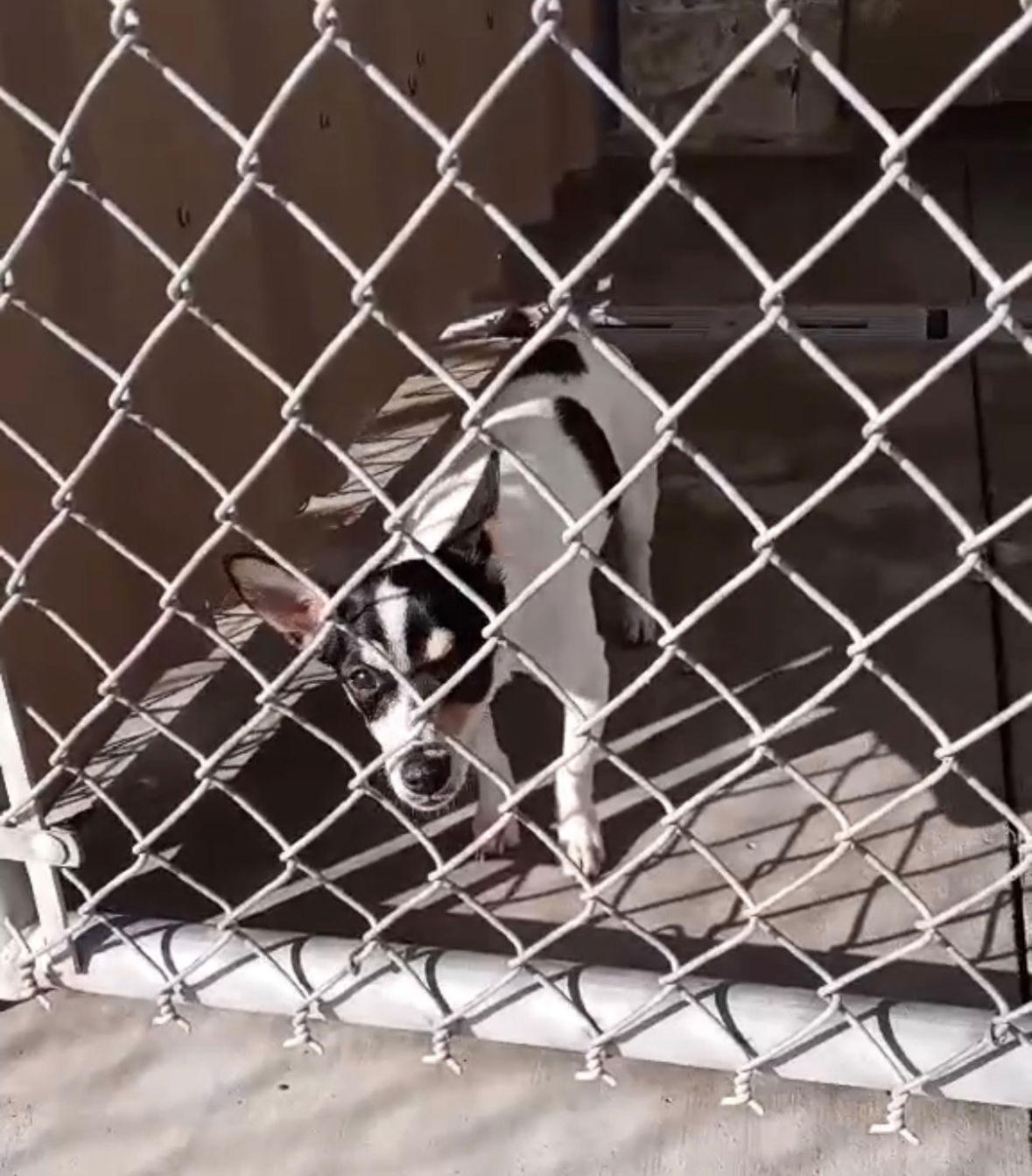 Enlarge Jessie - ADOPTION IN PROCESS, a Adoptable Rat Terrier in Grafton, WI image 2/3