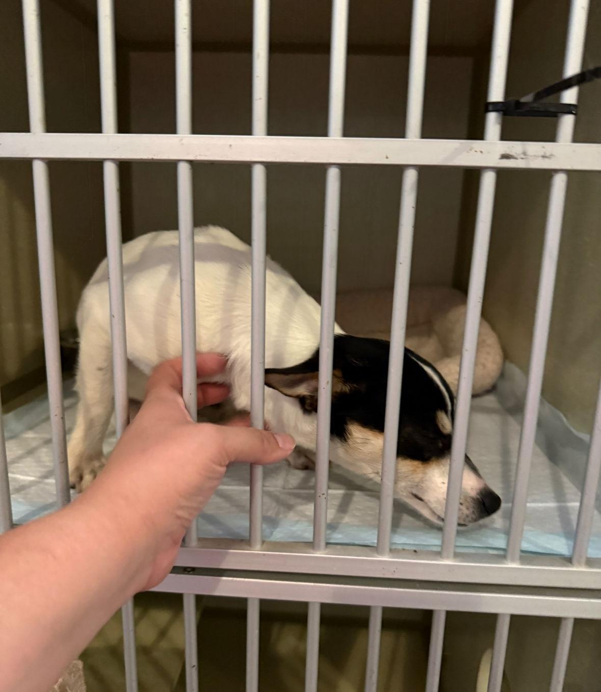 Enlarge Jessie - ADOPTION IN PROCESS, a Adoptable Rat Terrier in Grafton, WI image 3/3