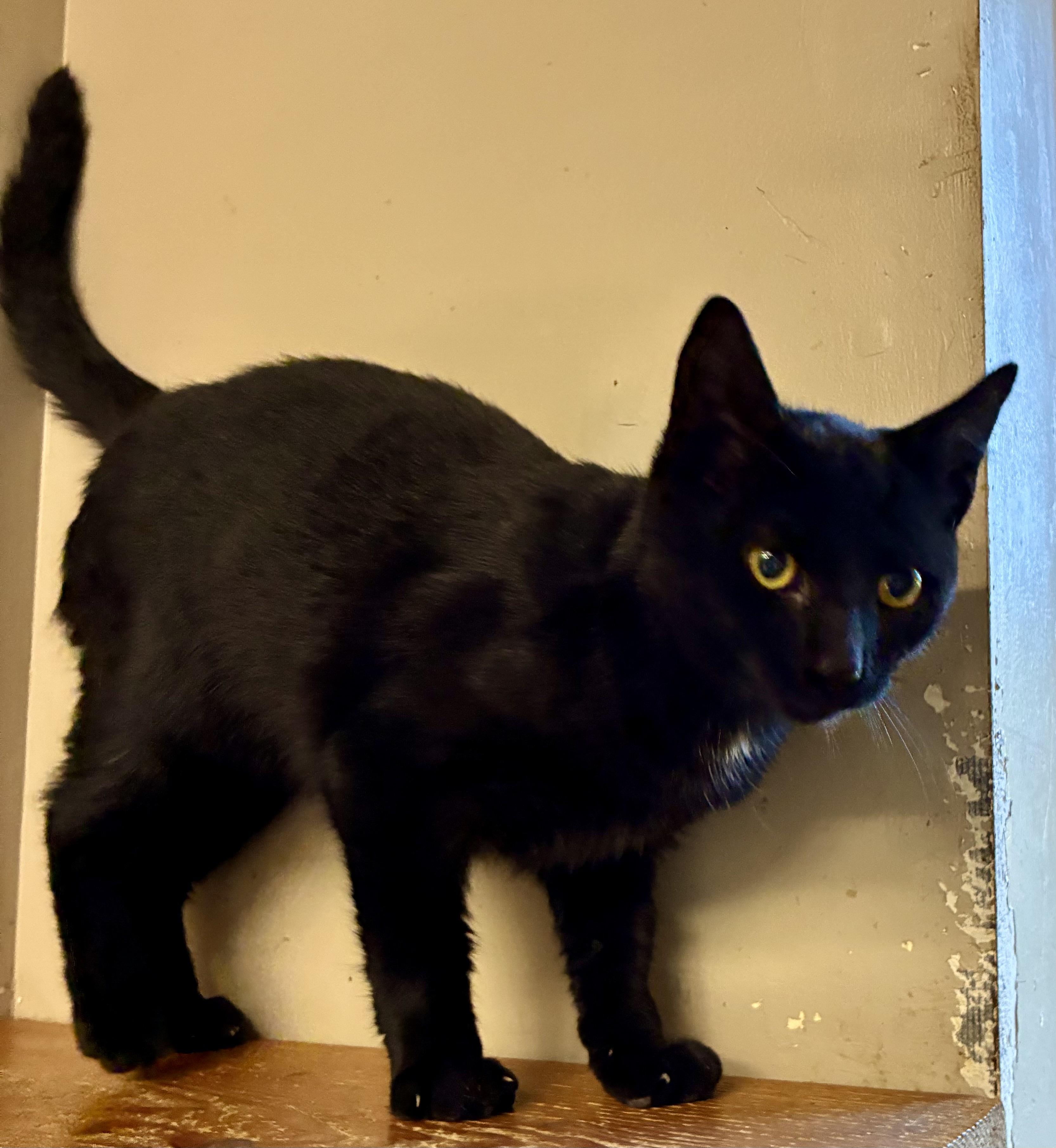 SCRATCH, a Adoptable Domestic Short Hair in Louisa, KY image 1/4