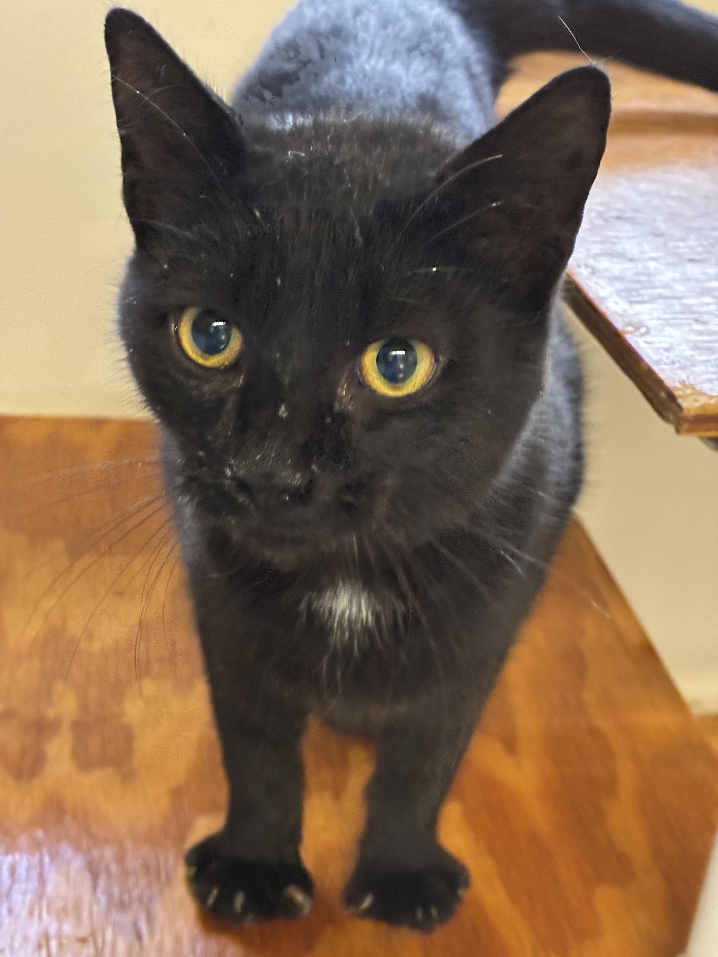 SCRATCH, a Adoptable Domestic Short Hair in Louisa, KY image 2/4