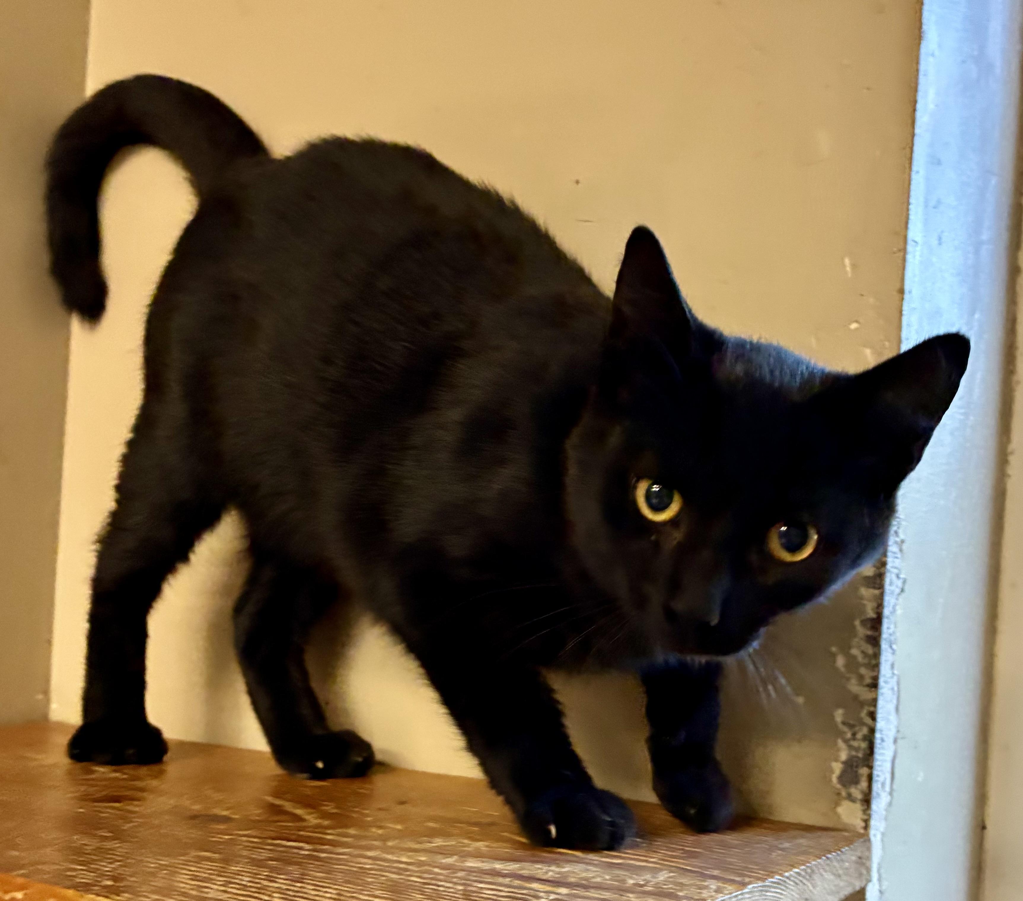 SCRATCH, a Adoptable Domestic Short Hair in Louisa, KY image 3/4