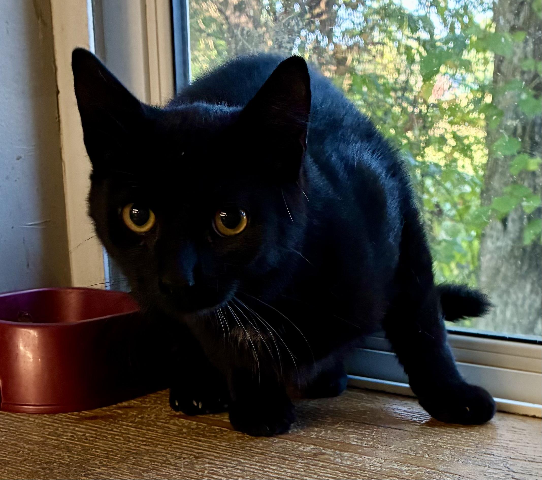 SCRATCH, a Adoptable Domestic Short Hair in Louisa, KY image 4/4