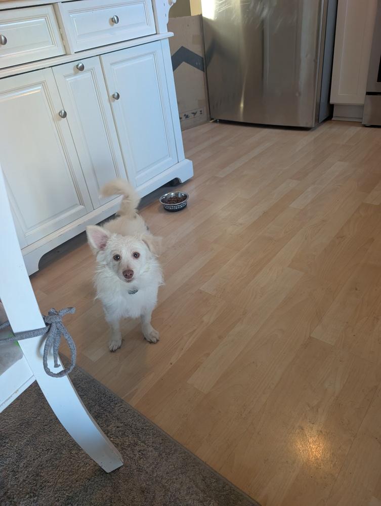 Joey (PW 1568), Adoptable, Adult Male Pomeranian.