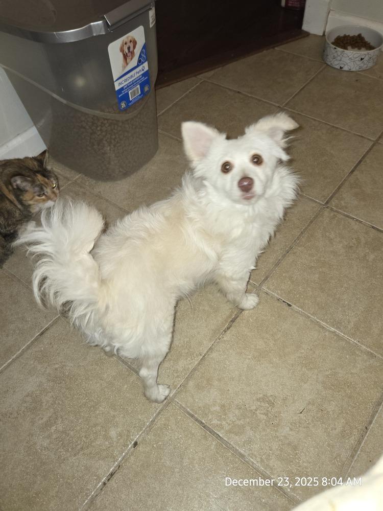 Enlarge Joey (PW 1568), a Adoptable mixed breed in Plymouth, MI image 2/6