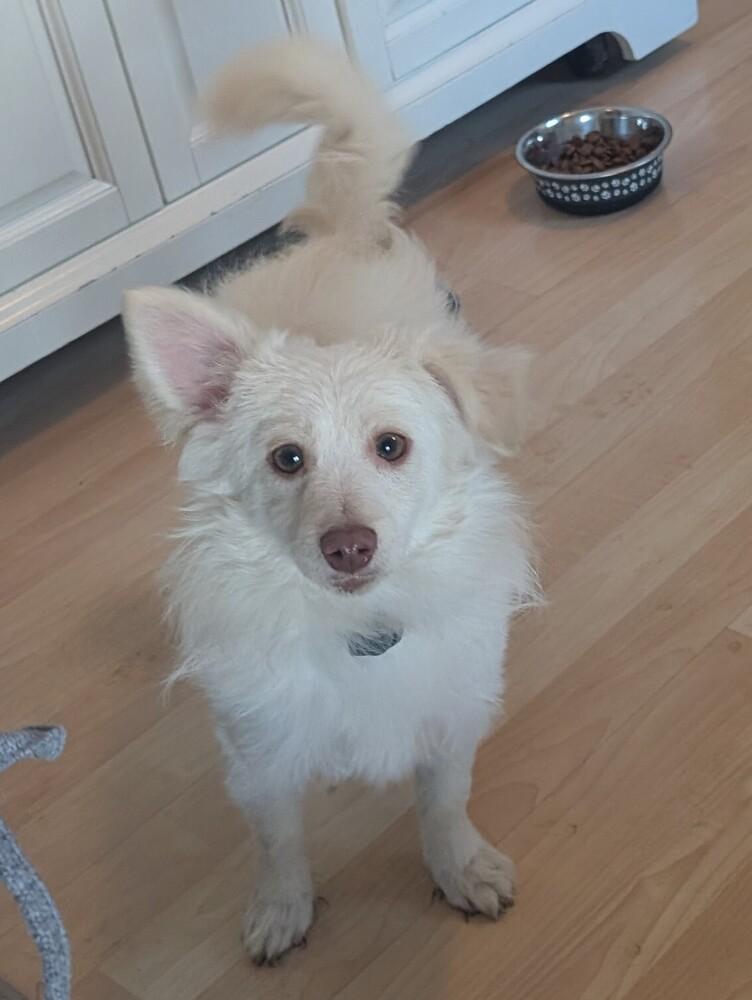 Enlarge Joey (PW 1568), a Adoptable mixed breed in Plymouth, MI image 2/3