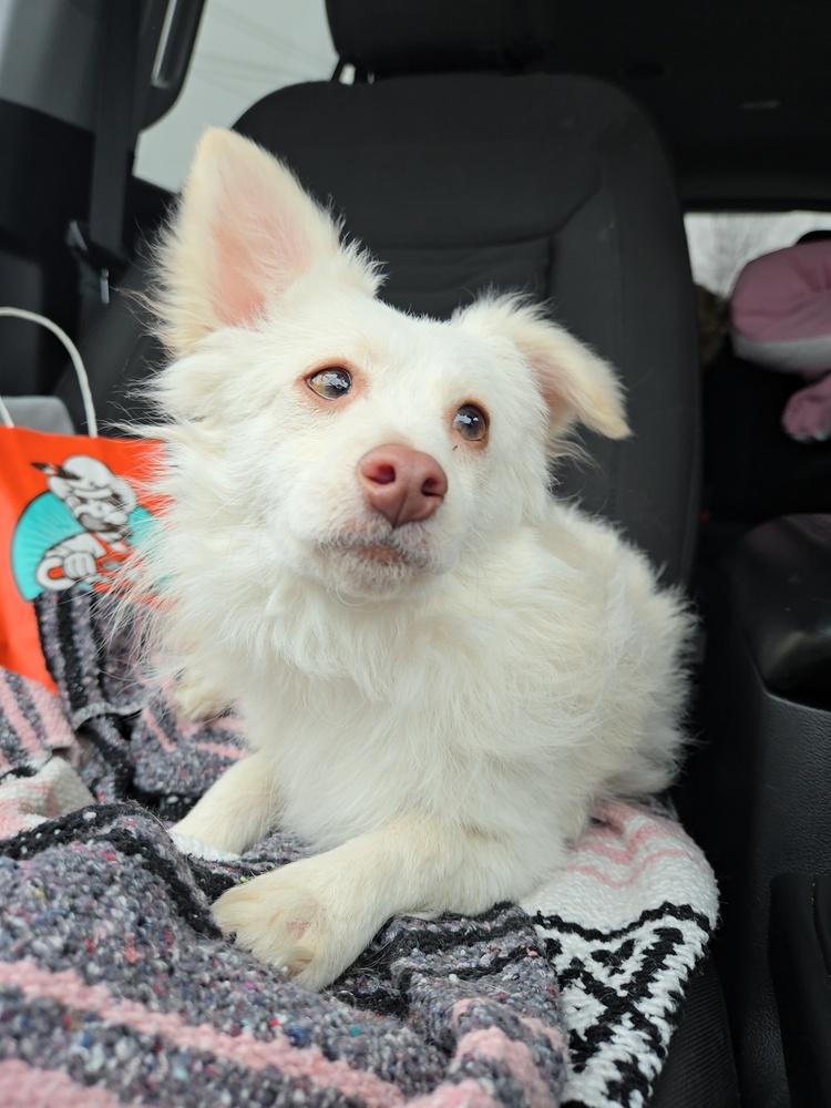 Enlarge Joey (PW 1568), a Adoptable mixed breed in Plymouth, MI image 5/6