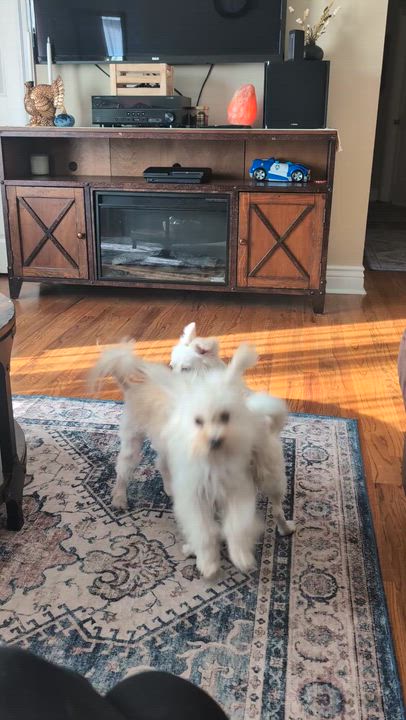 Enlarge Joey (PW 1568), a Adoptable mixed breed in Plymouth, MI video 3/3