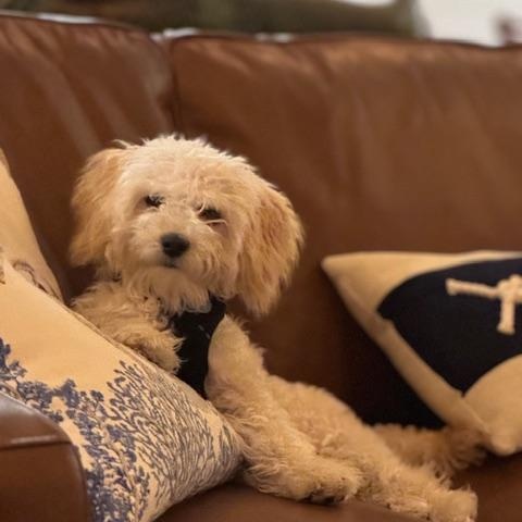 Enlarge Teddy, a ADOPTABLE mixed breed in Bradenton, FL image 3/4