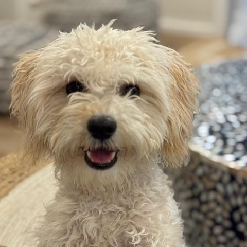 Teddy, ADOPTABLE, Puppy Male Poodle & Maltese.