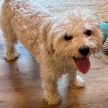 Enlarge Teddy, a ADOPTABLE mixed breed in Bradenton, FL image 2/4