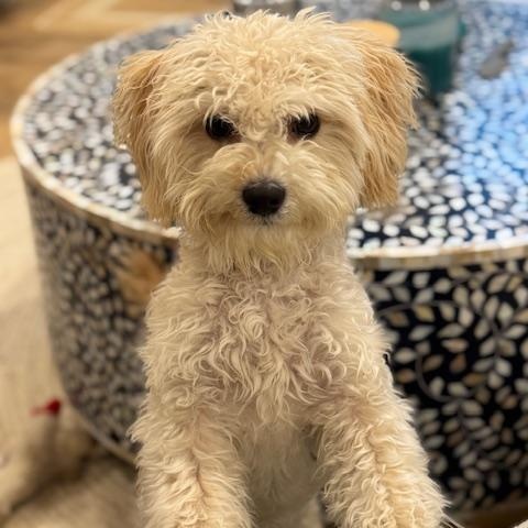 Enlarge Teddy, a ADOPTABLE mixed breed in Bradenton, FL image 4/4