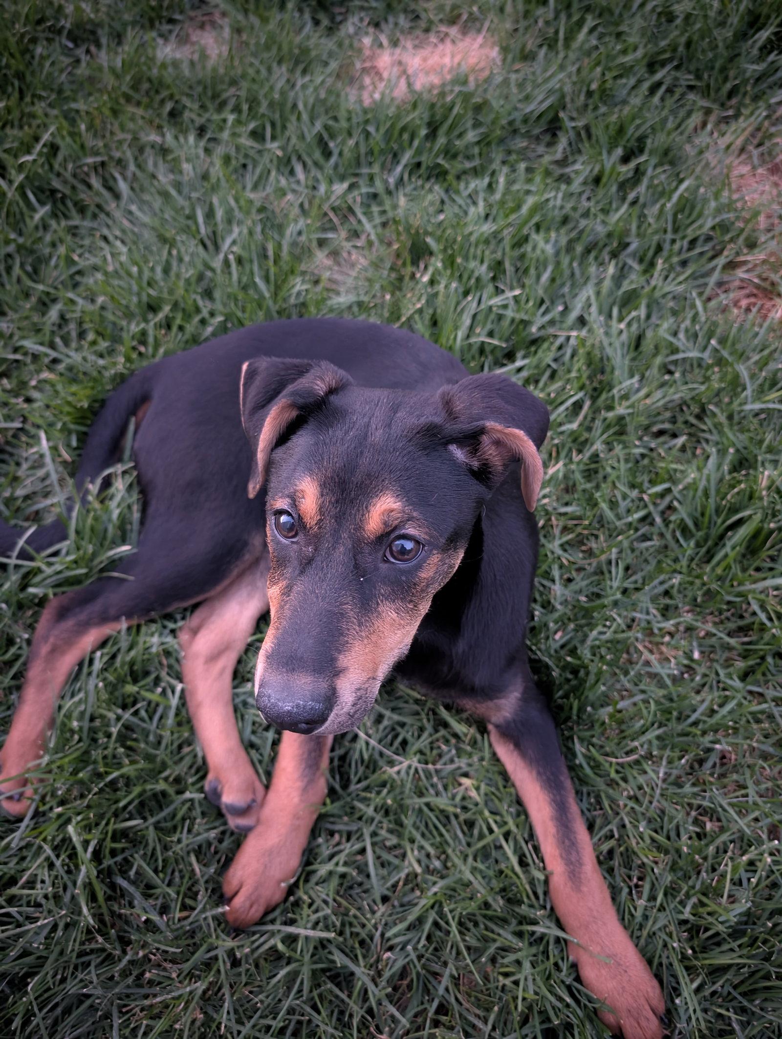 Reeses Pup, Adoptable, Young Female German Shepherd Dog & Rottweiler.