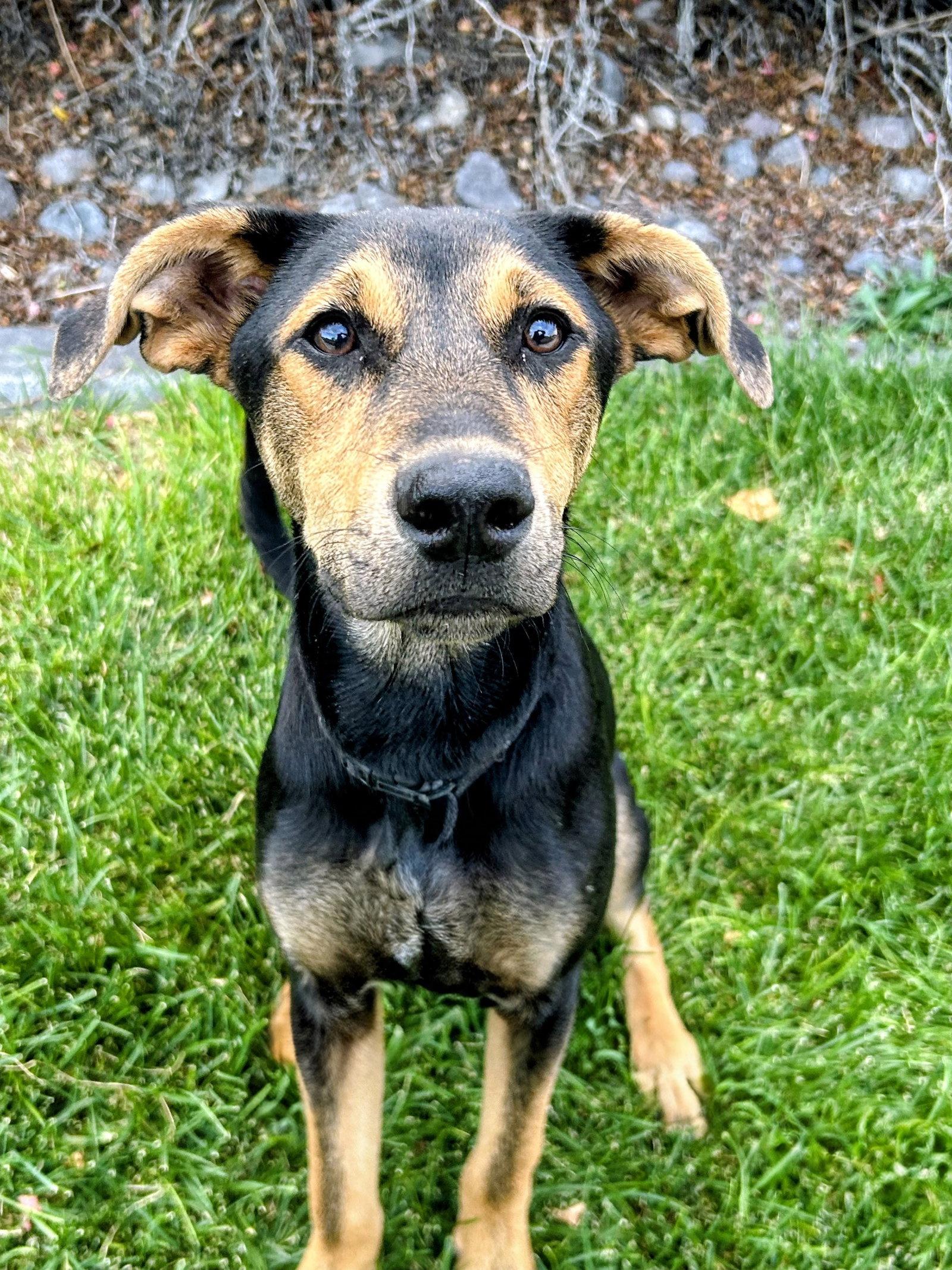 Reeses Pup, Adoptable, Young Female German Shepherd Dog & Rottweiler.