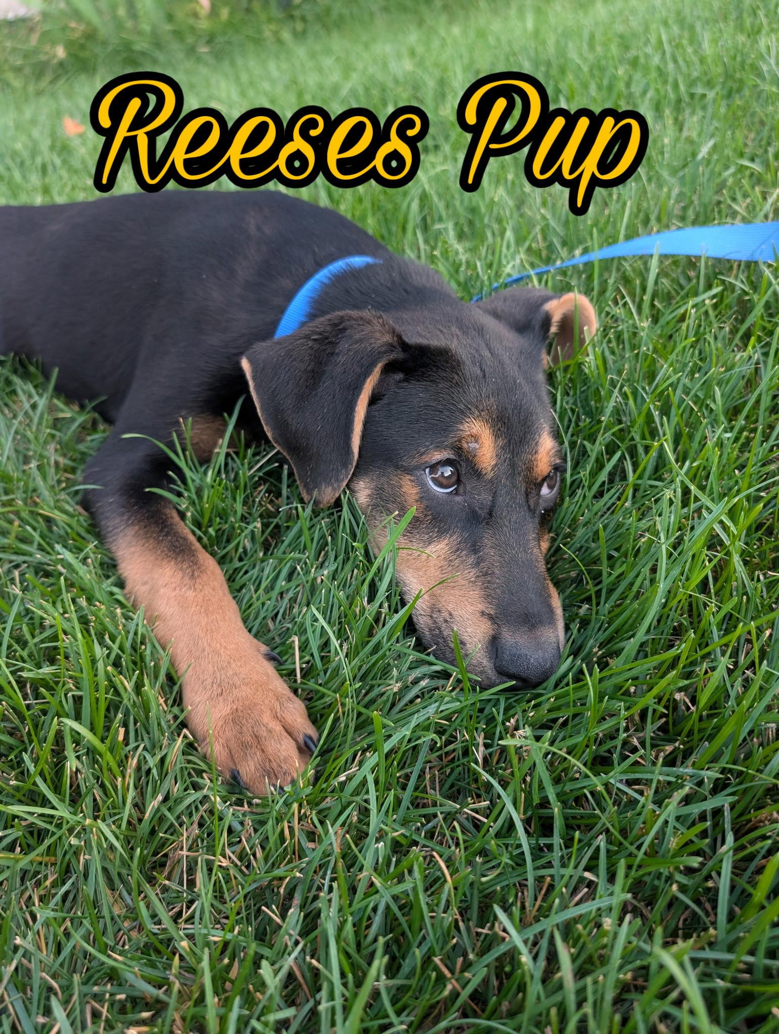 Reeses Pup, a Adoptable mixed breed in Salt Lake City, UT image 2/3