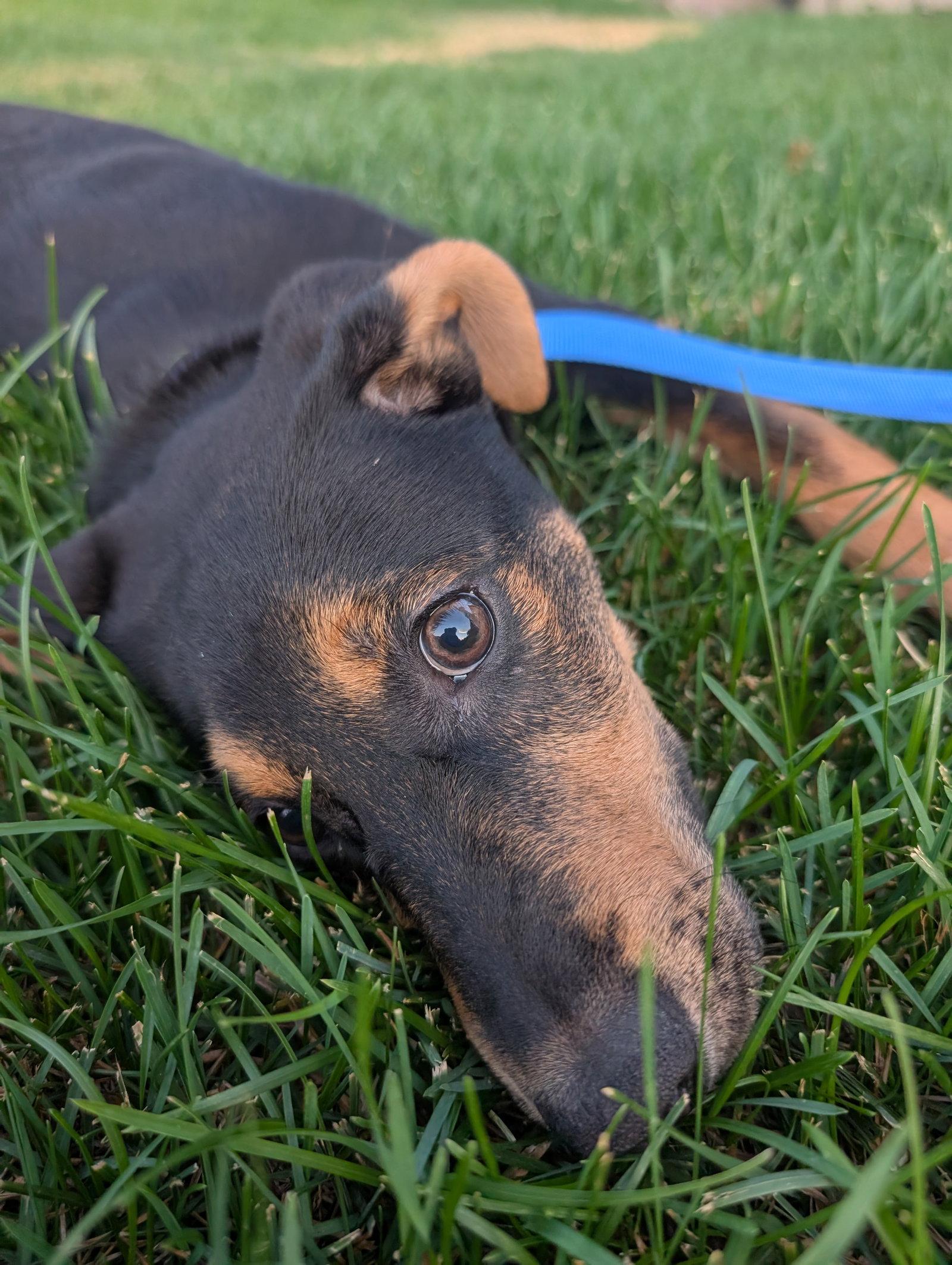 Reeses Pup, a Adoptable mixed breed in Salt Lake City, UT image 3/3