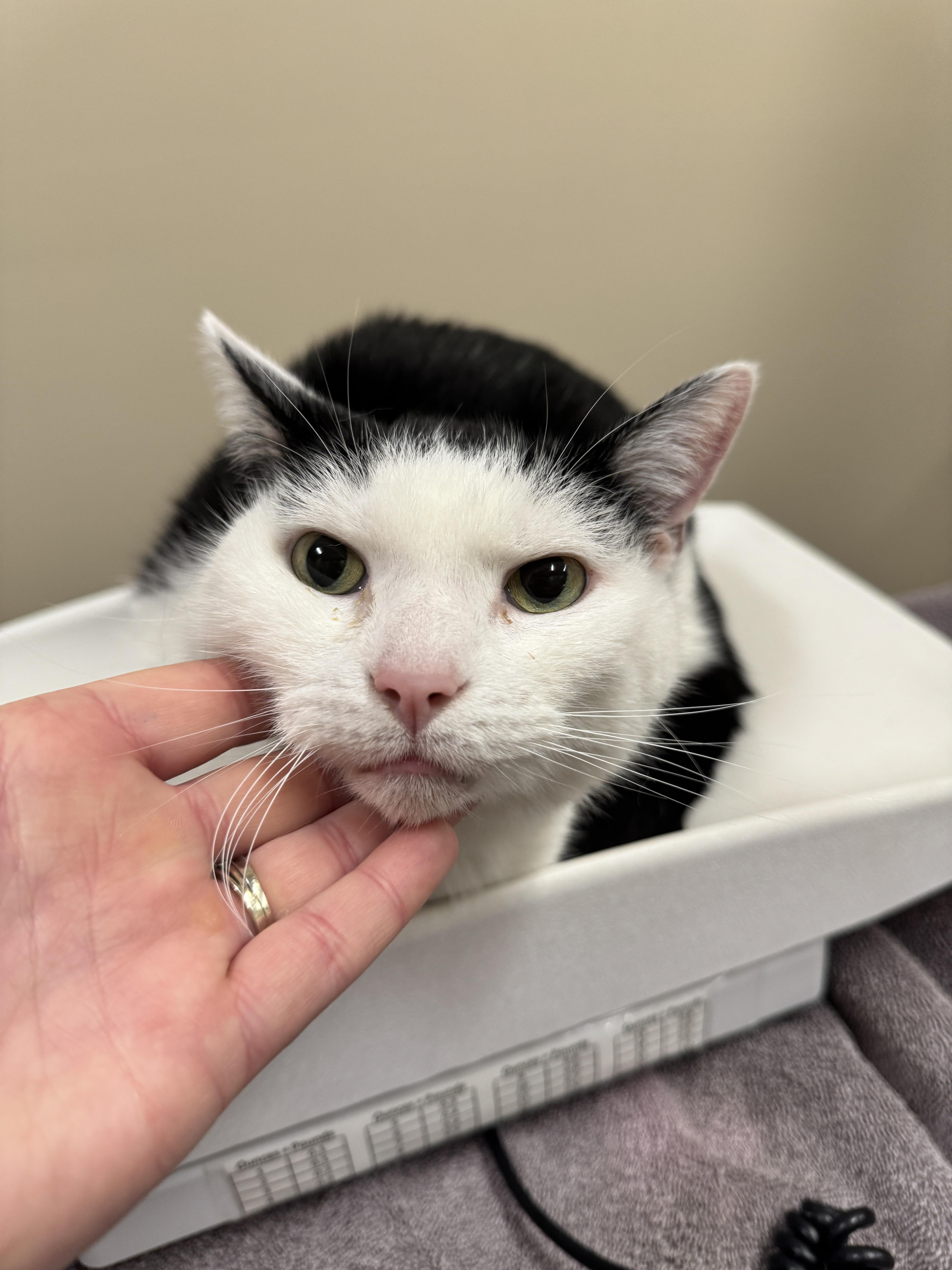 Enlarge Savage, a Adoptable Domestic Short Hair in Hackensack, MN image 1/1