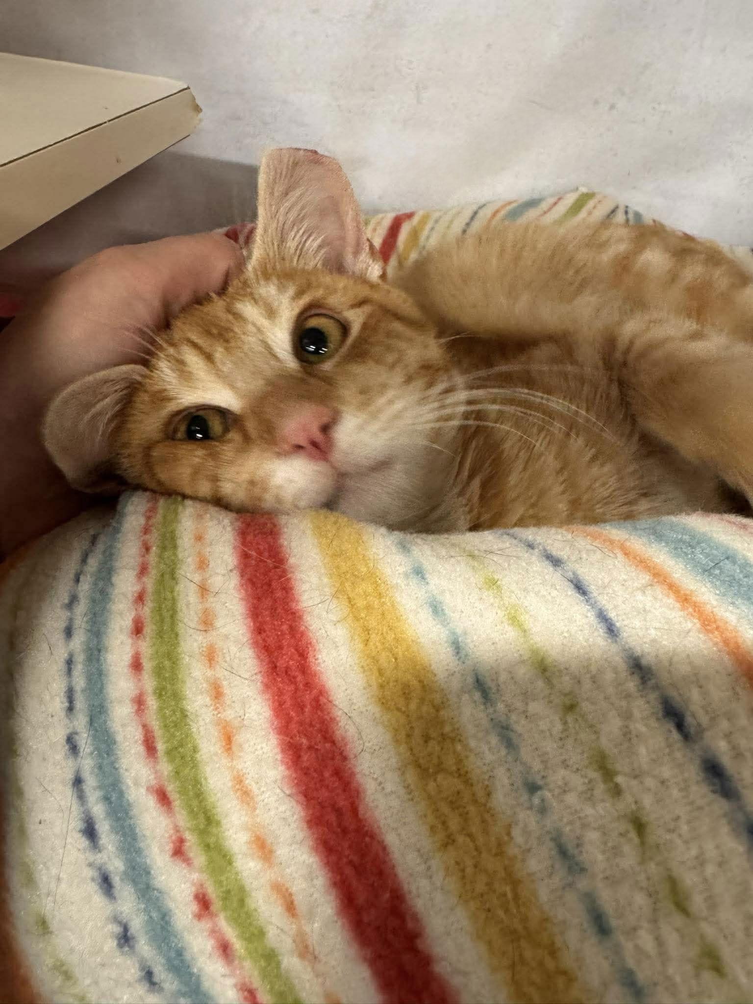 Aggie — thumbnail 2