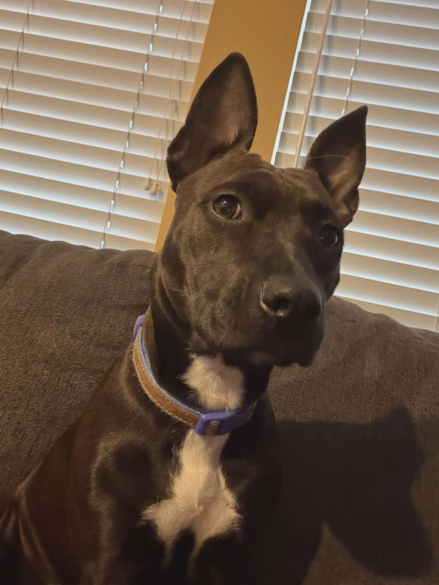 Vera, Adoptable, Young Female Pit Bull Terrier.