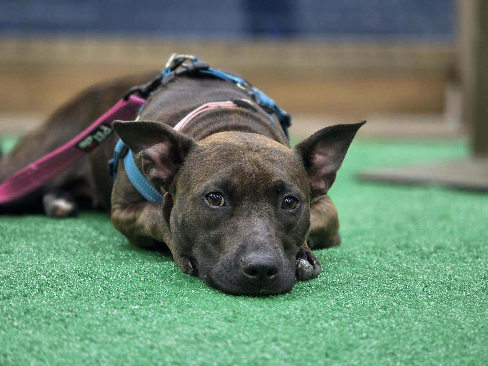 Enlarge Vera, a Adoptable Pit Bull Terrier in Fort Thomas, KY image 2/3