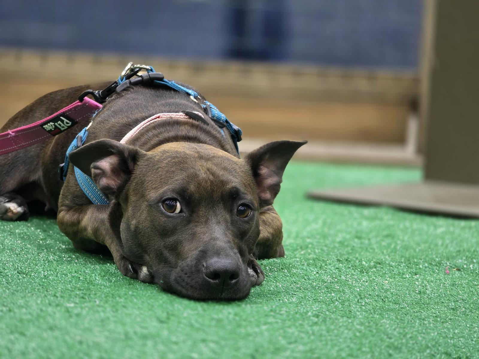 Enlarge Vera, a Adoptable Pit Bull Terrier in Fort Thomas, KY image 3/3
